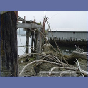 2003_4869_Karlukwees_Turnour_Island.JPG
