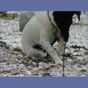 2003_4887_Karlukwees_Turnour_Island.JPG