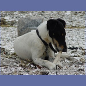 2003_4888_Karlukwees_Turnour_Island.JPG