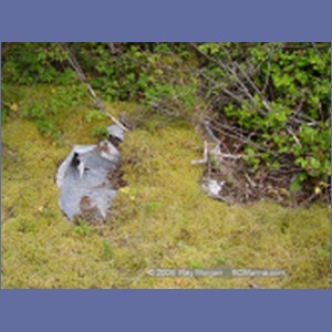 2003_4898_Karlukwees_Turnour_Island.JPG