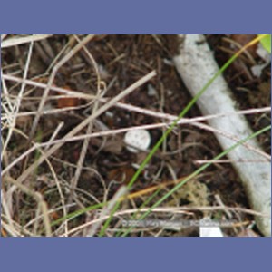 2003_4900_Karlukwees_Turnour_Island.JPG