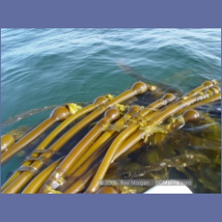 2005_2212_Kettle_Inlet_Aristazabal_Island.html