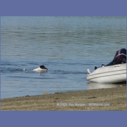 2005_2219_Kettle_Inlet_Aristazabal_Island.html