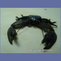2005_2248_Kettle_Inlet_Aristazabal_Island.html