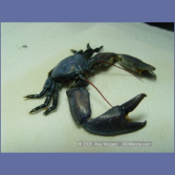 2005_2249_Kettle_Inlet_Aristazabal_Island.html