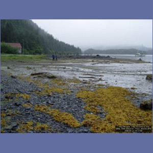 2006_1789_Kimshan_Cove_Alaska.JPG