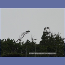 2005_1931_Kingkown_Inlet_Banks_Island.html