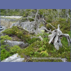 2005_1975_Kingkown_Inlet_Banks_Island.html