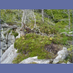 2005_1976_Kingkown_Inlet_Banks_Island.html