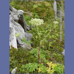 2005_1978_Kingkown_Inlet_Banks_Island.html
