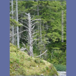 2005_1984_Kingkown_Inlet_Banks_Island.html