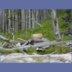 2005_2004_Kingkown_Inlet_Banks_Island.html