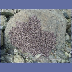 2005_2035_Kingkown_Inlet_Banks_Island.html