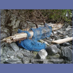 2005_2041_Kingkown_Inlet_Banks_Island.html
