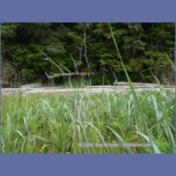 2003_4498_Kitasoo_Bay.html