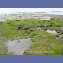 2003_4499_Kitasoo_Bay.html