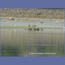 2005_1717_Cessford_Islands_Kitkatla_Inlet.html