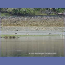 2005_1718_Cessford_Islands_Kitkatla_Inlet.html