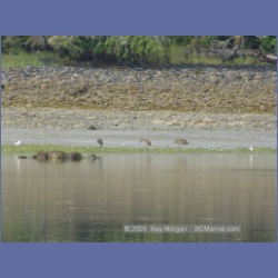 2005_1719_Cessford_Islands_Kitkatla_Inlet.html