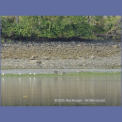 2005_1720_Cessford_Islands_Kitkatla_Inlet.html