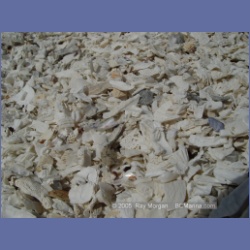 2005_1761_Cessford_Islands_Kitkatla_Inlet.html