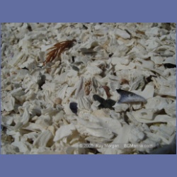 2005_1762_Cessford_Islands_Kitkatla_Inlet.html