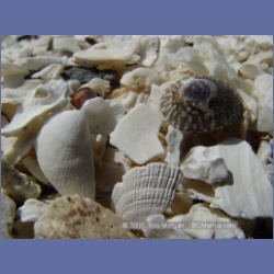 2005_1765_Cessford_Islands_Kitkatla_Inlet.html