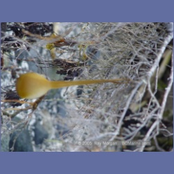 2005_1769_Cessford_Islands_Kitkatla_Inlet.html