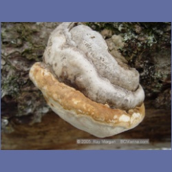 2005_1770_Cessford_Islands_Kitkatla_Inlet.html