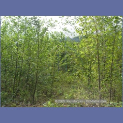 2005_1360_Kitsault_BC_Observatory_Inlet.html