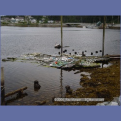 2004_7374_Klemtu_Swindle_Island.html
