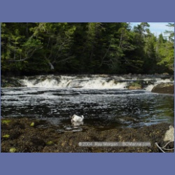 2003_4399_Kwakwa_Creek_Kitasoo_Bay.html