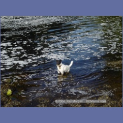 2003_4401_Kwakwa_Creek_Kitasoo_Bay.html