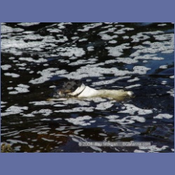 2003_4405_Kwakwa_Creek_Kitasoo_Bay.html