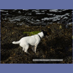 2003_4406_Kwakwa_Creek_Kitasoo_Bay.html