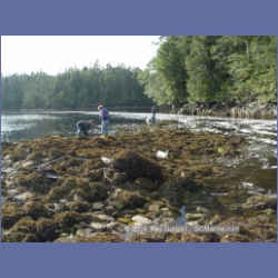 2003_4407_Kwakwa_Creek_Kitasoo_Bay.html