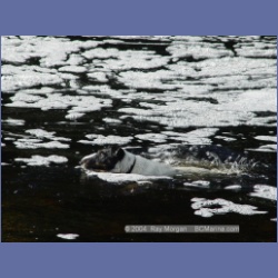2003_4408_Kwakwa_Creek_Kitasoo_Bay.html