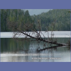2003_4431_Kwakwa_Creek_Kitasoo_Bay.html