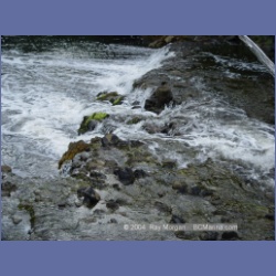 2003_4435_Kwakwa_Creek_Kitasoo_Bay.html