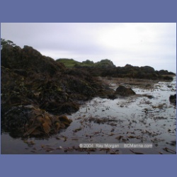 2002_305_Clarke_Island_KyuquotSound.html