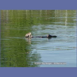 2003_3461_Kyuquot_BC_Walters_Cove.html