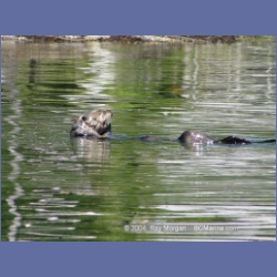 2003_3462_Kyuquot_BC_Walters_Cove.html