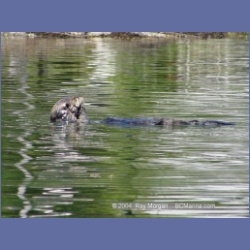 2003_3463_Kyuquot_BC_Walters_Cove.html