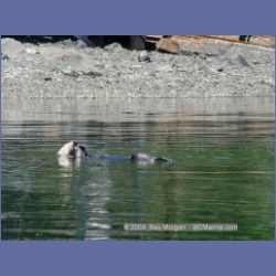 2003_3464_Kyuquot_BC_Walters_Cove.html