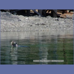 2003_3465_Kyuquot_BC_Walters_Cove.html