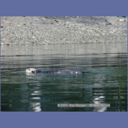 2003_3467_Kyuquot_BC_Walters_Cove.html