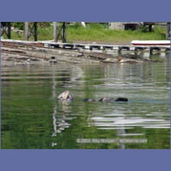 2003_3468_Kyuquot_BC_Walters_Cove.html