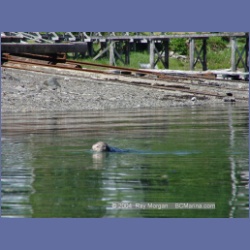 2003_3470_Kyuquot_BC_Walters_Cove.html