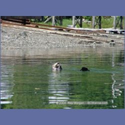2003_3473_Kyuquot_BC_Walters_Cove.html