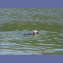 2003_3474_Kyuquot_BC_Walters_Cove.html